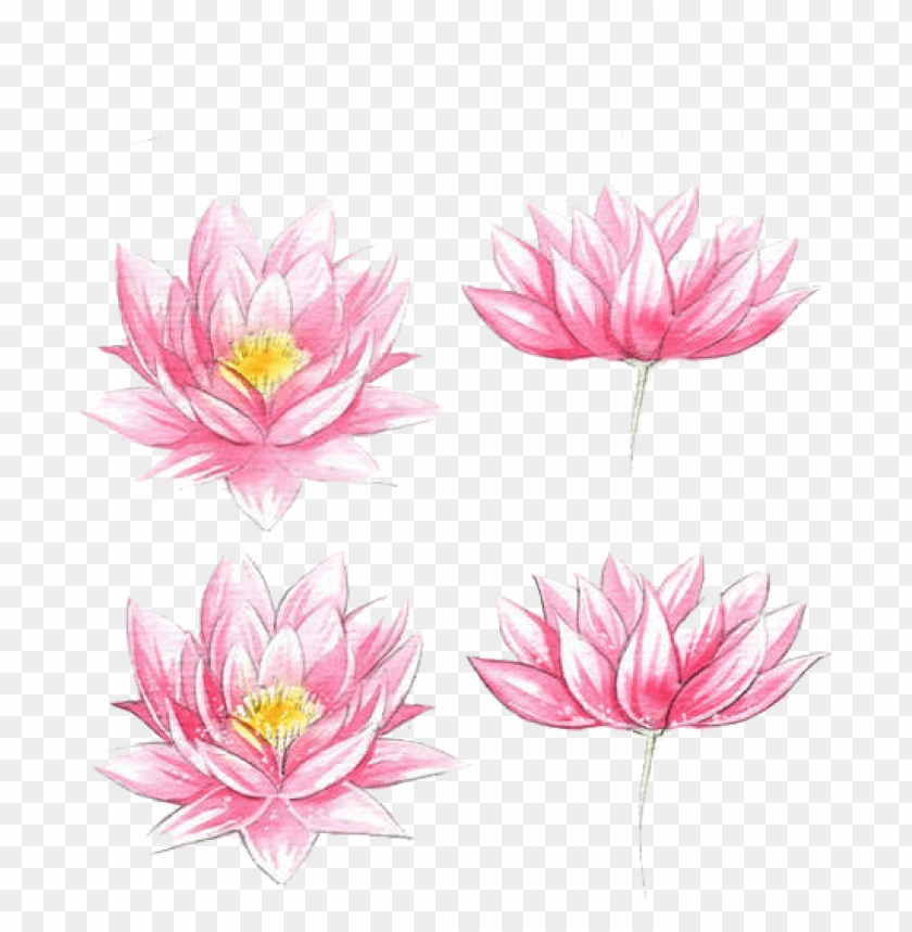 Jpg Stock Flowers Watercolor Painting Lotus - Watercolor Flowers Easy Draw PNG Transparent Background