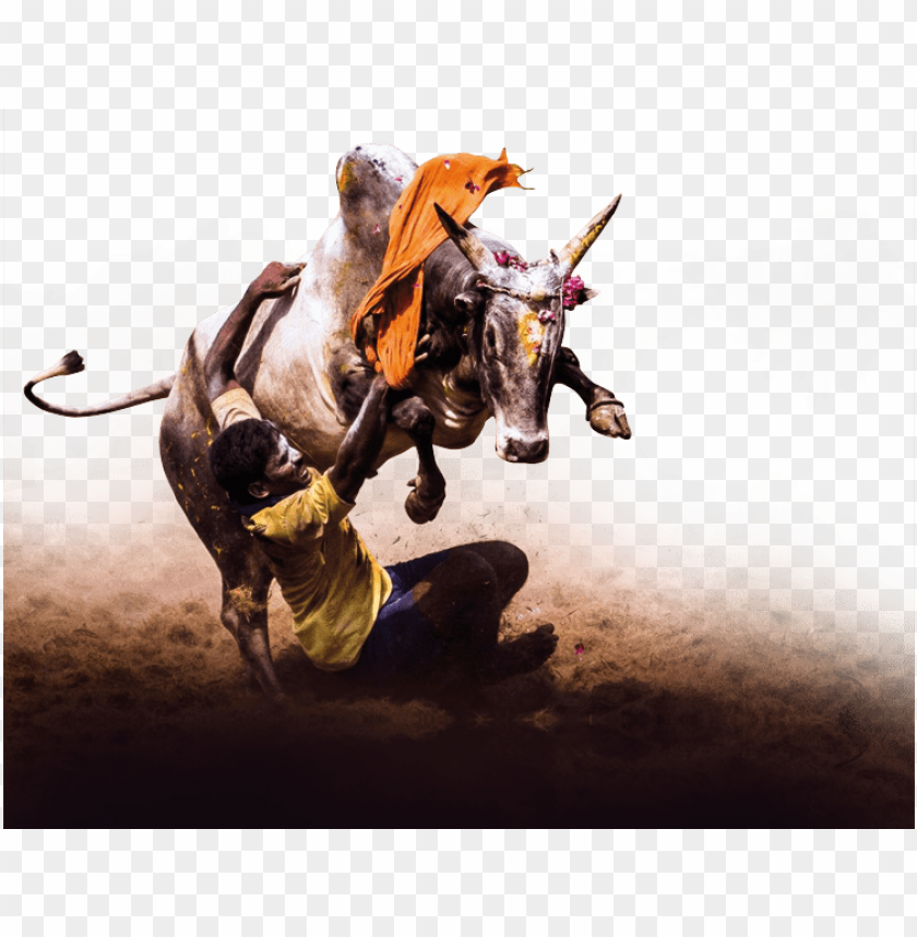South Indian Paintings - Jallikattu # Manju virattu # painting # Watercolor  # Watercolor painting # Bull # Native breed # Traditional celebration #  Tamil Tradition # Indian # Indian Artist # 18