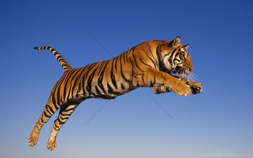 jump, predator, tiger wallpaper background best stock photos | TOPpng