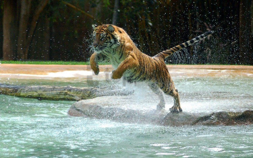 jump splash tiger water wallpaper background best stock photos - Image ID 157837