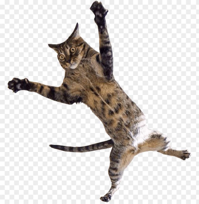 jumping cat png jpg royalty free library cat spread eagle PNG transparent with Clear Background ID 187556