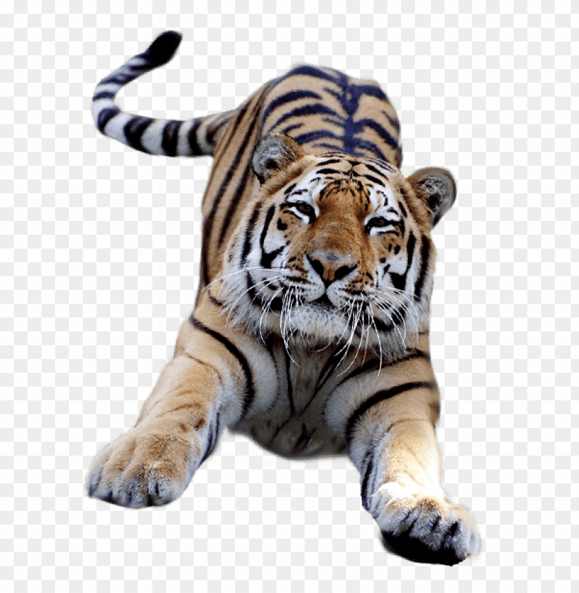animals, tigers, jumping tiger, 