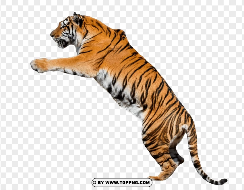 Dynamic Jumping Tiger Pose PNG Transparent Background