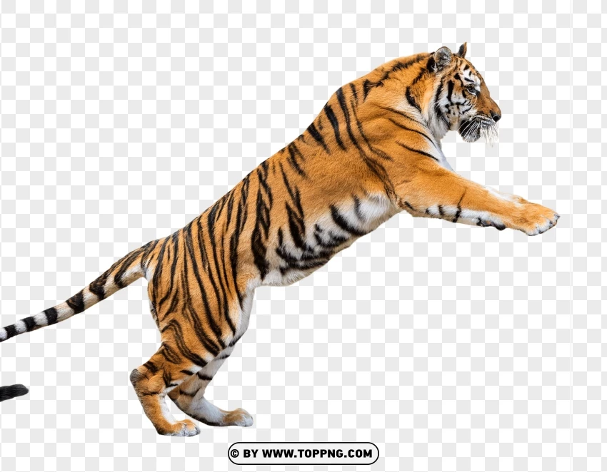 Jumping Tiger With Open Mouth PNG Transparent Background