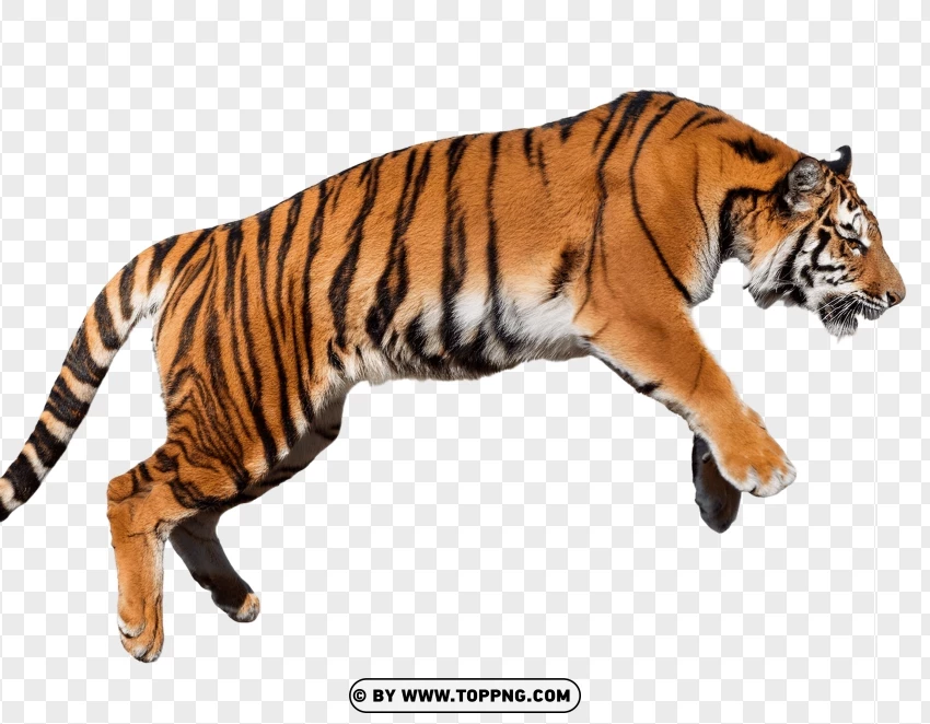 Tiger Jumping With Elegance PNG Transparent Background