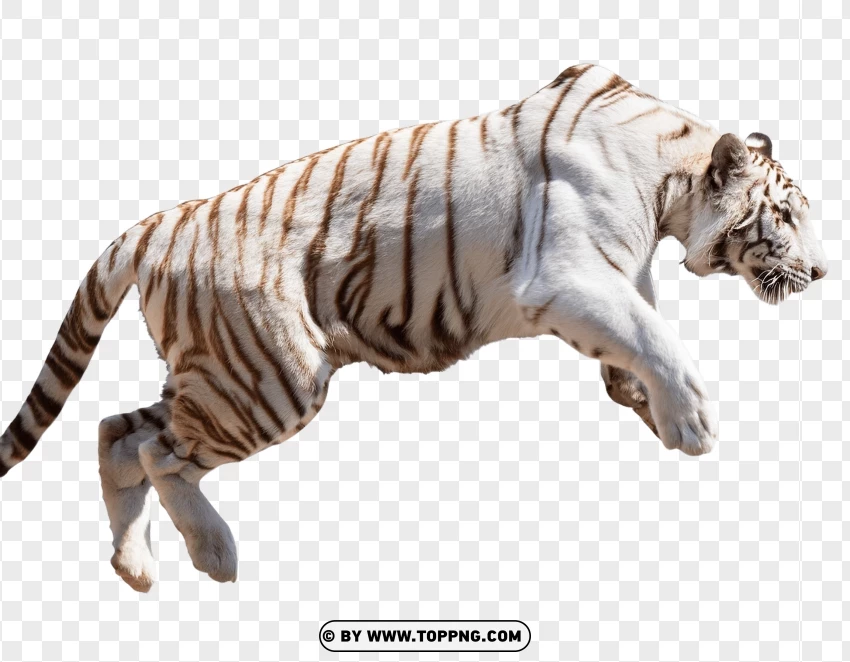 White Tiger Jumping With Grace PNG Transparent Background