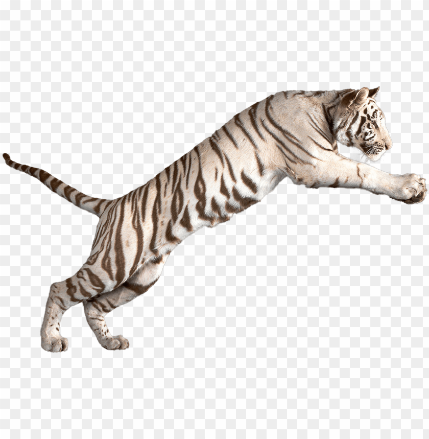 Jumping White Tiger White Tiger Transparent Background Png Image