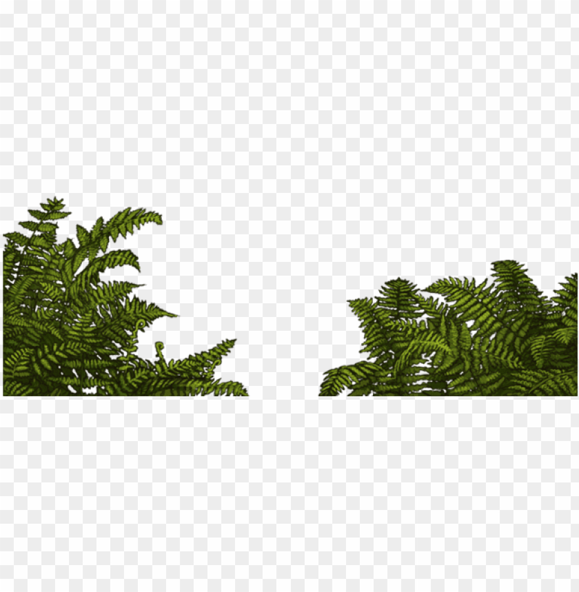 jungle fern PNG image with transparent background | TOPpng