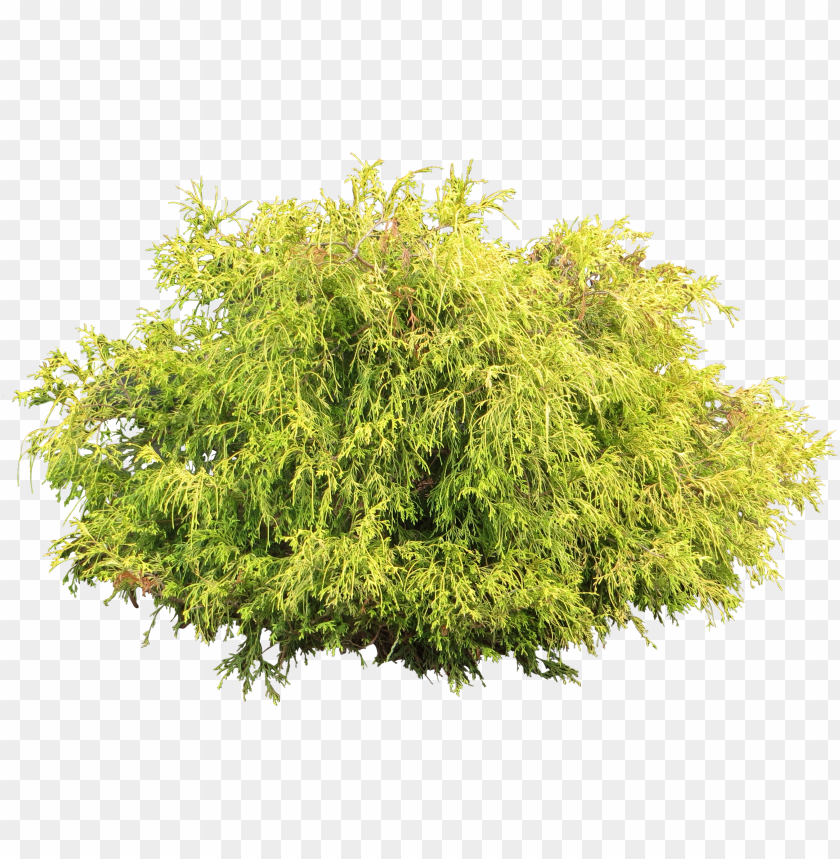 juniper bush tree shrub PNG transparent with Clear Background ID 176482