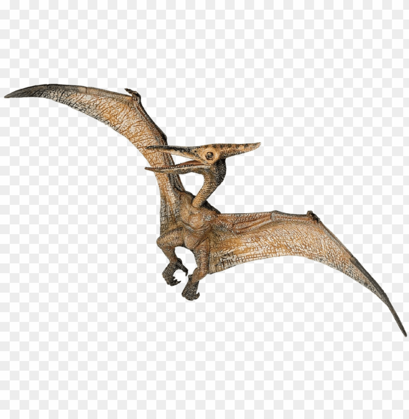 Pterosaurs png images