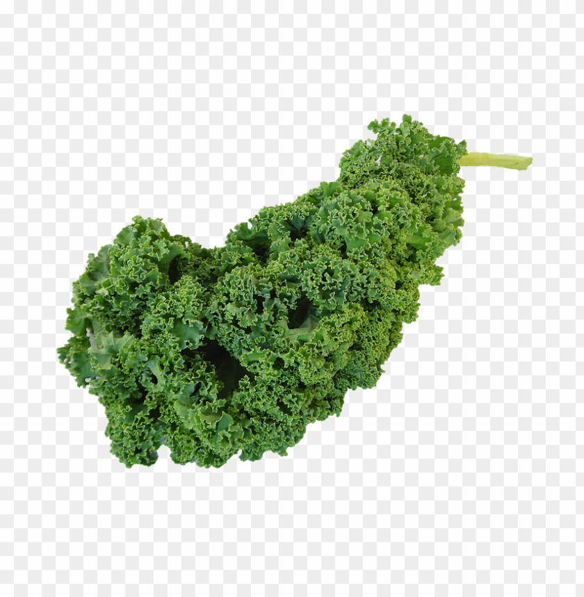 kale PNG images with transparent backgrounds - Image ID 6428