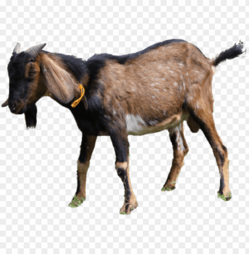 Kambing Kurban PNG Transparent With Clear Background ID 101988 | TOPpng