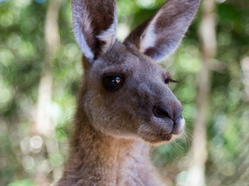 kangaroo, ears, blur, wildlife