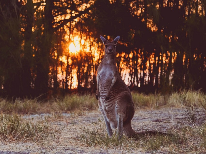 kangaroo, funny, wildlife, sunset