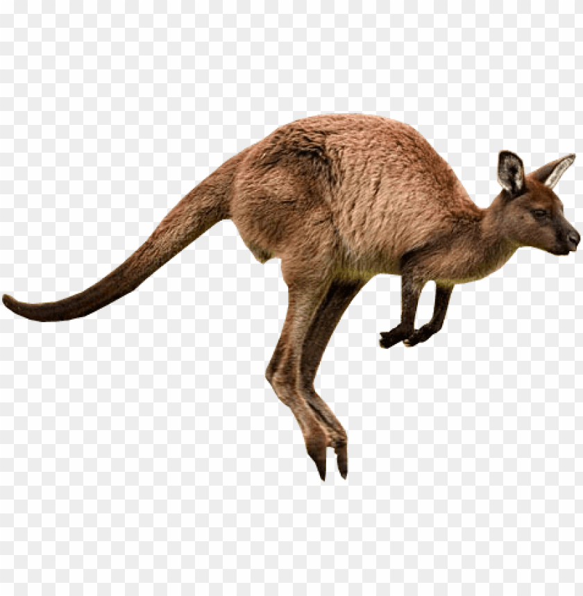 animals, kangaroos, kangaroo jumps, 