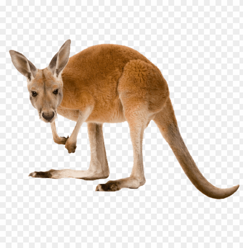 animals, kangaroos, kangaroo left, 