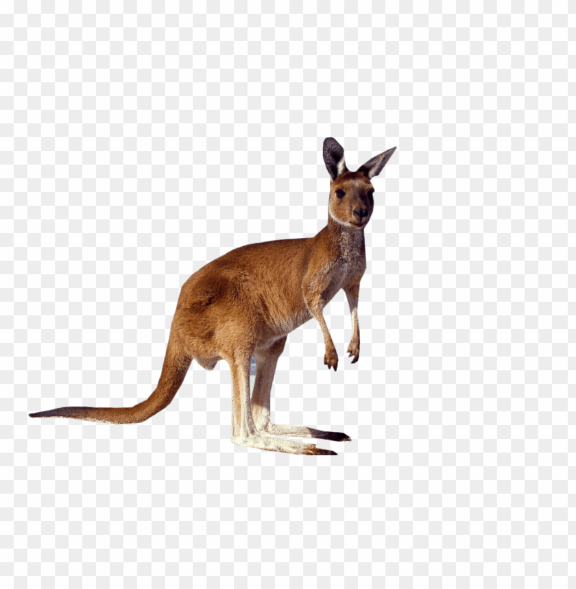 
kangaroo
, 
standing
, 
roo
, 
brown kangaroo
