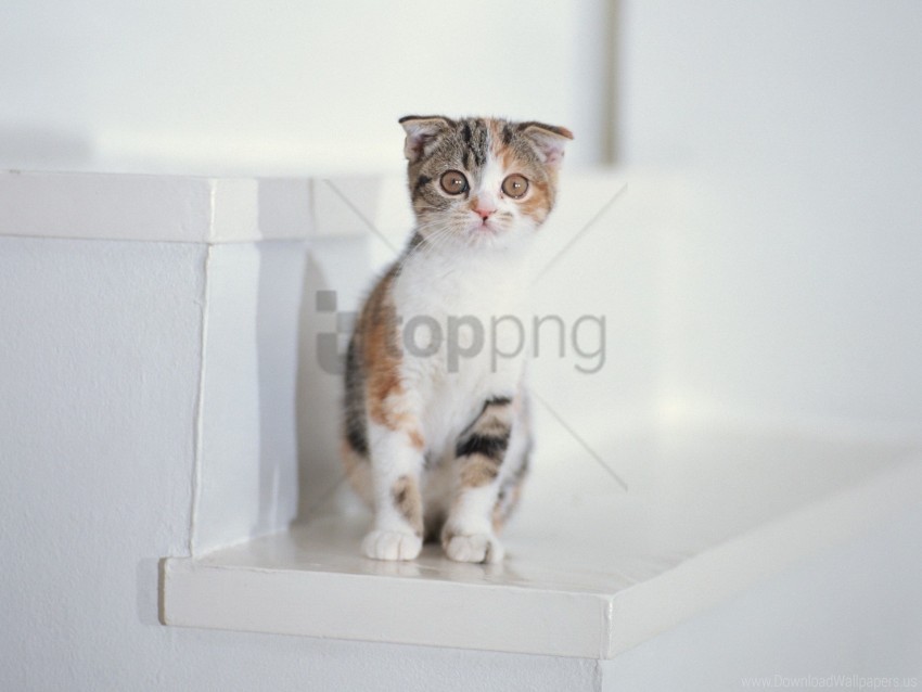 kid, kitten, sit, spotted wallpaper background best stock photos@toppng.com