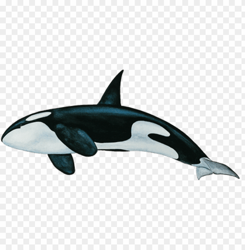 animals, sea, killer whale bottom, 
