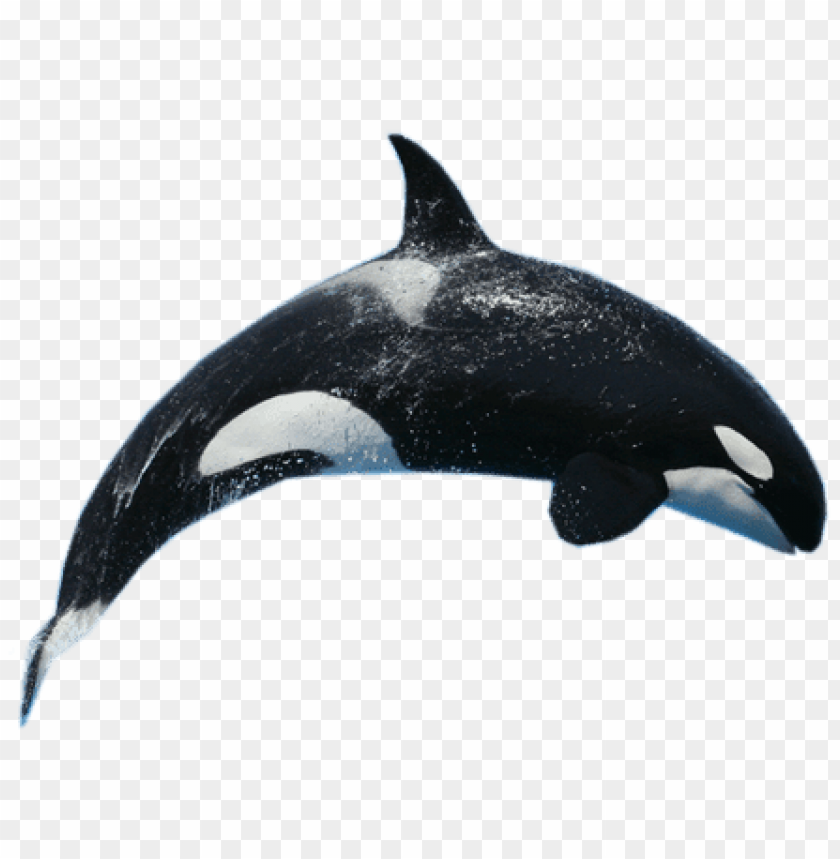 animals, sea, killer whale jump, 