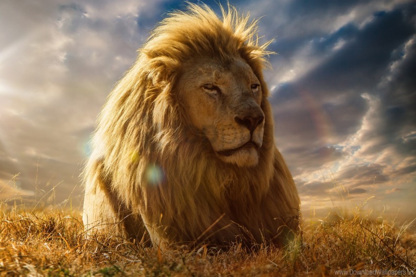 king of beasts, lion, mane, savannah wallpaper background best stock photos  | TOPpng