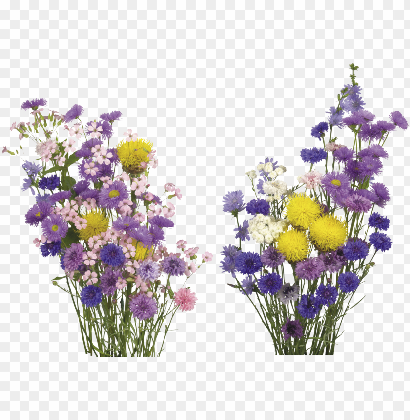 free PNG kisspng english lavender cut flowers overlay real flower - free flower overlay PNG image with transparent background PNG images transparent