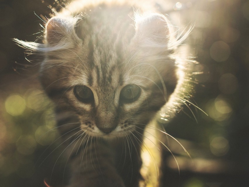 kitten, cat, cute, sunlight, glare