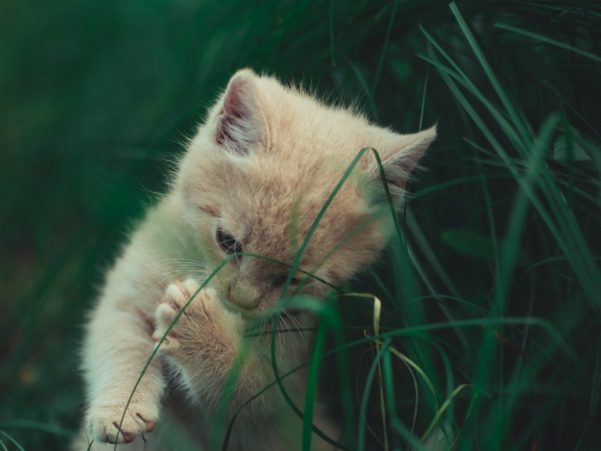 kitten, cat, grass, playful, cute