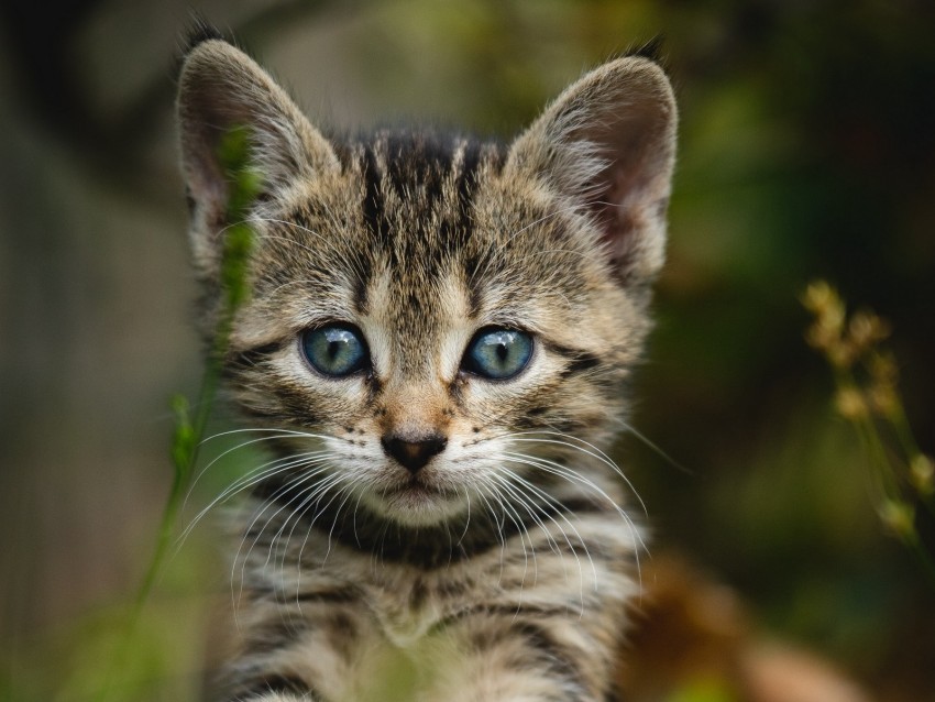 kitten, cat, striped, glance, cute
