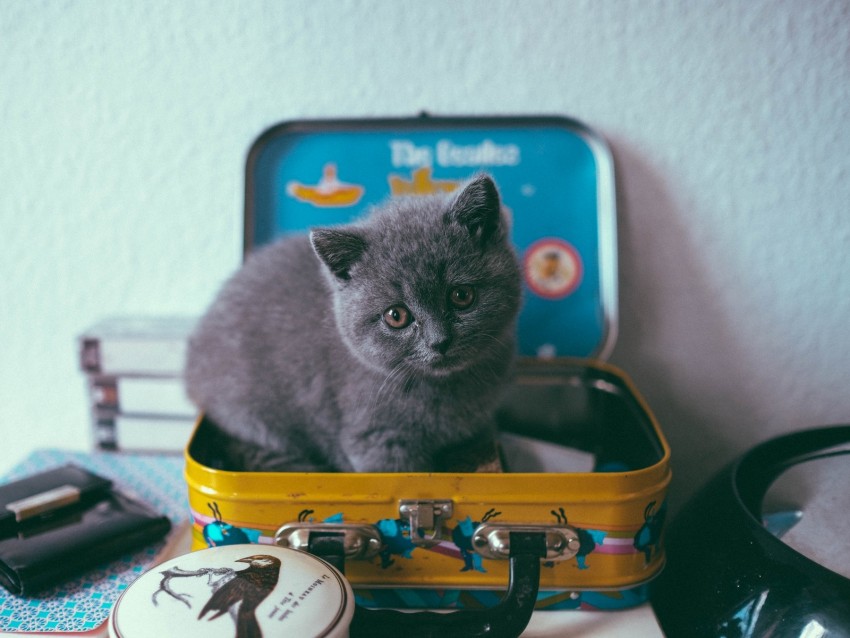 kitten, cat, suitcase, cute