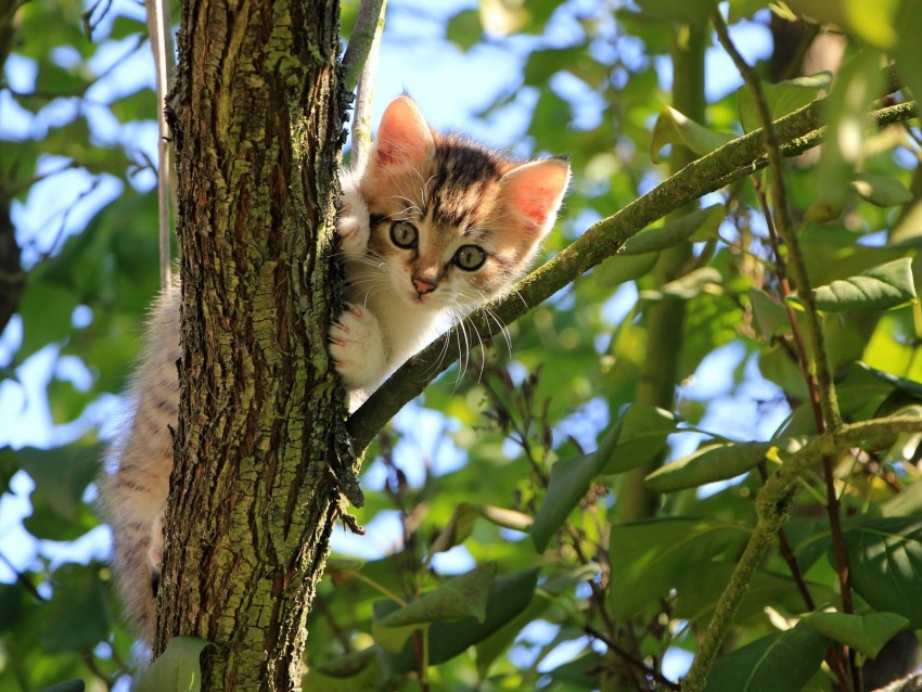kitten, cat, tree, cute, funny