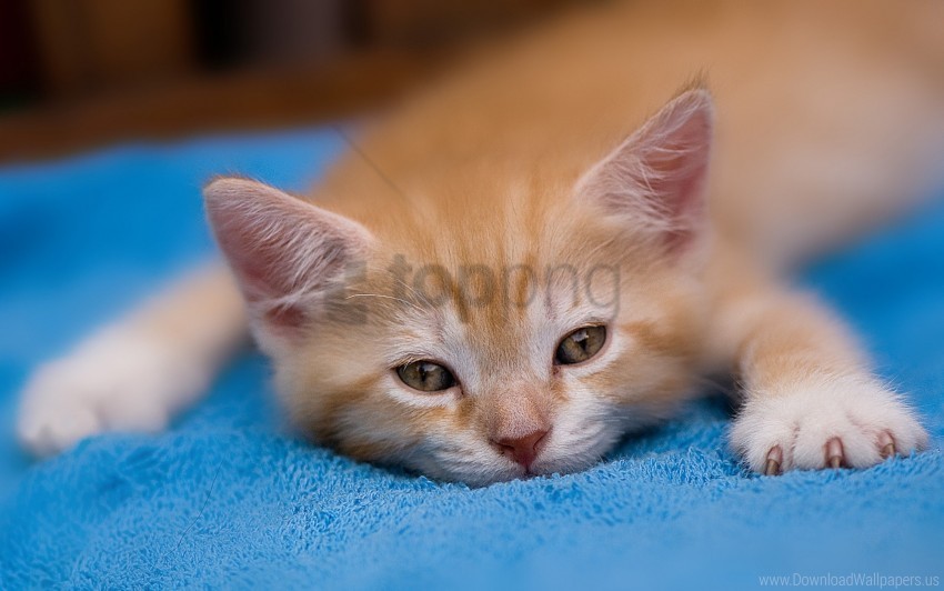 kitten lie down paw tired wallpaper background best stock photos - Image ID 160919