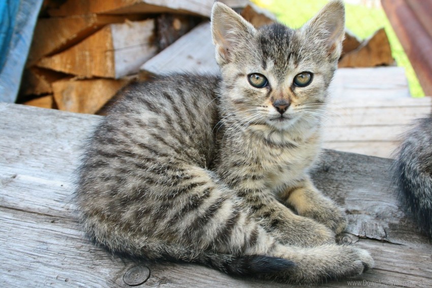 kitten lie striped wallpaper background best stock photos - Image ID 160680