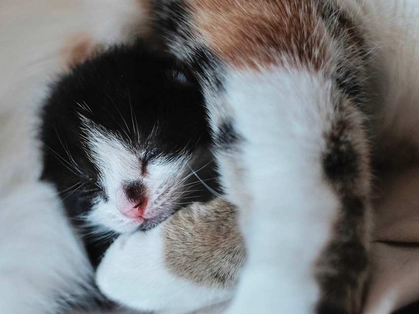 kitten, muzzle, cute, small, cub