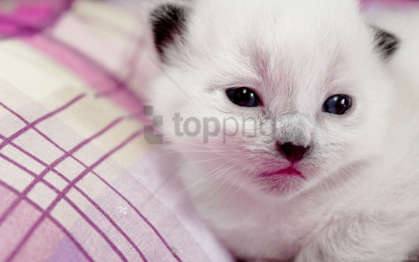 kitten muzzle spotted wallpaper background best stock photos - Image ID 160261