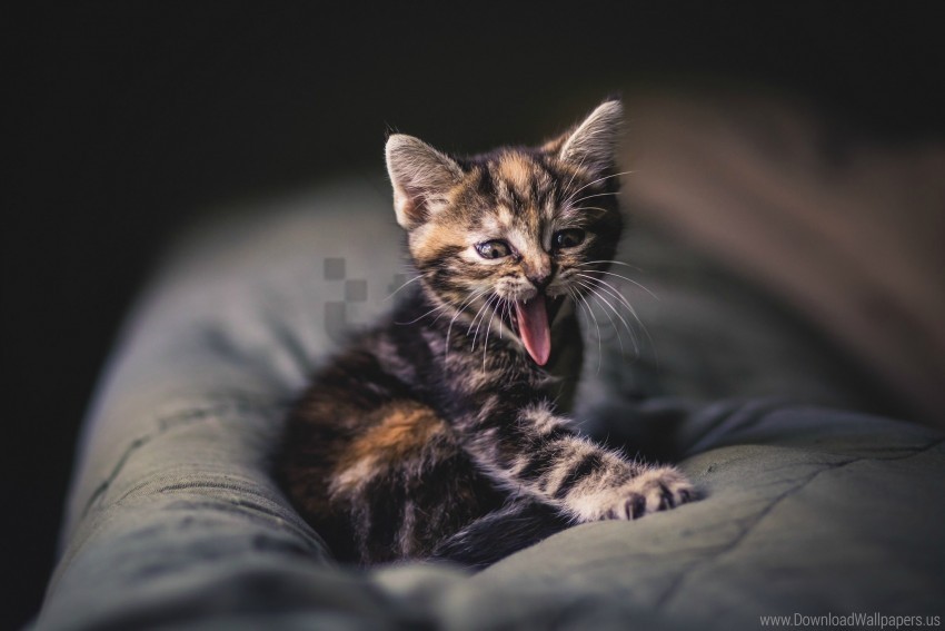 free PNG kitten, photoshoot, pillow, protruding tongue wallpaper background best stock photos PNG images transparent