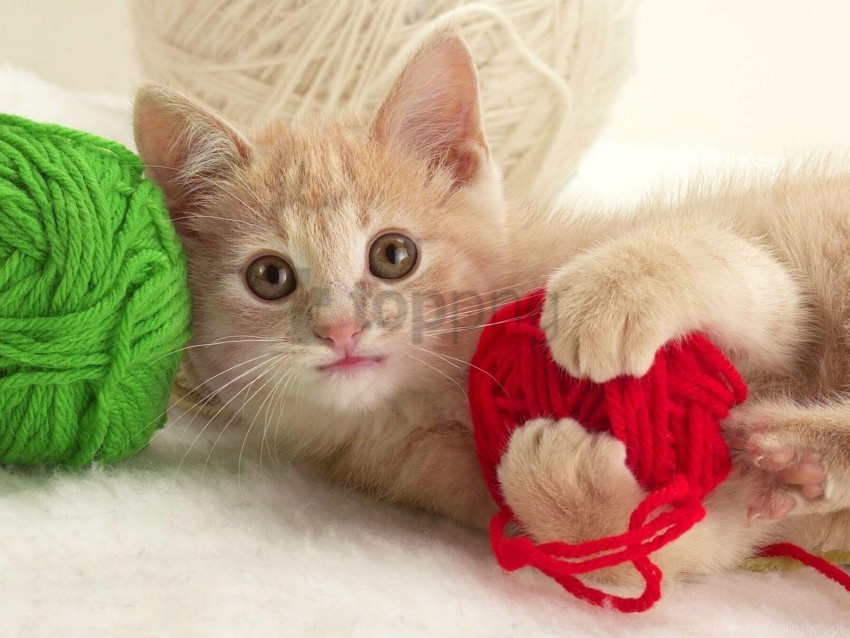 kitten, yarn, green yarn, red yarn, fluffy kitten, playful cat, soft texture