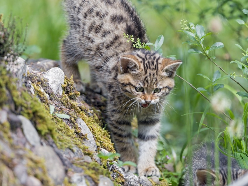 kitten, wild cat, cat, grin, grass, walk