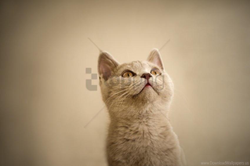 free PNG kitten&#39;s eyes, look, look, the interest wallpaper background best stock photos PNG images transparent