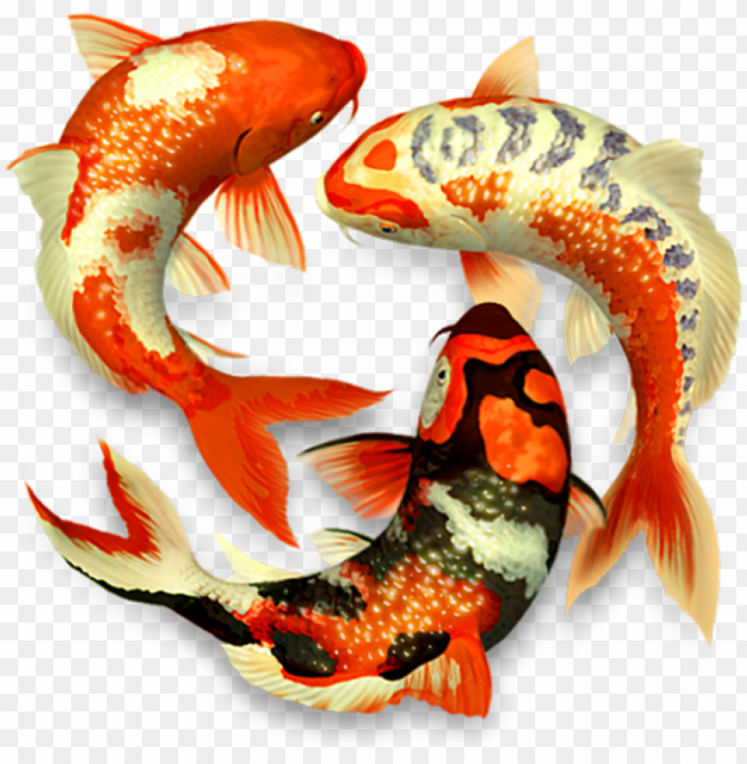 koi fish png - 3d koi PNG image with transparent background | TOPpng