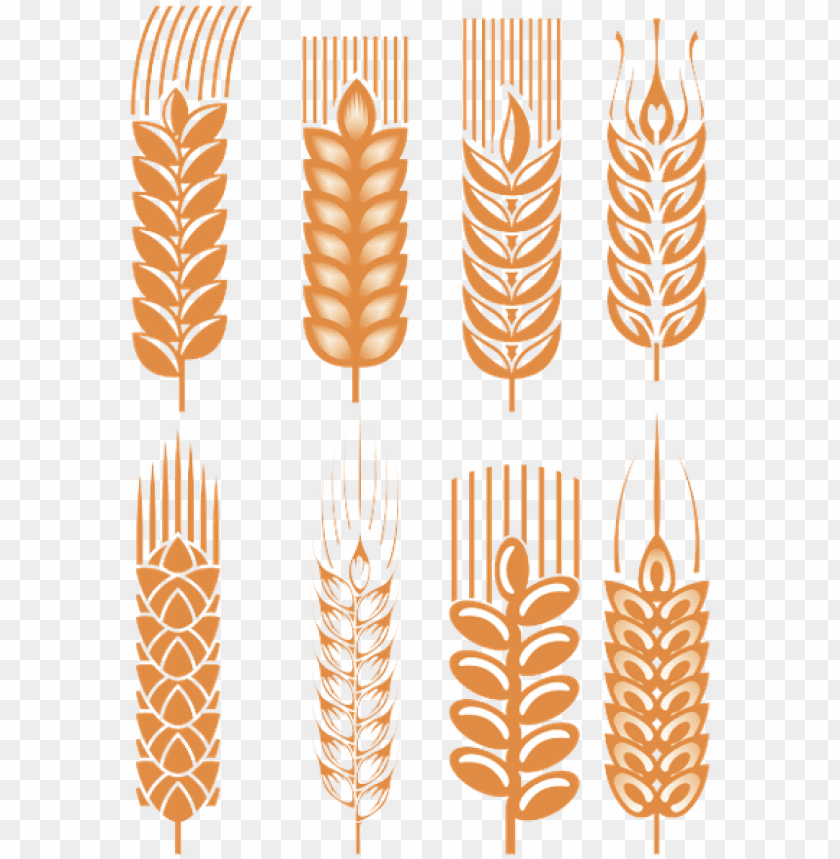 illustration, design, cereal, wheat grain, background, barley, wheat