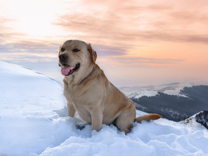 labrador, dog, snow, mountains