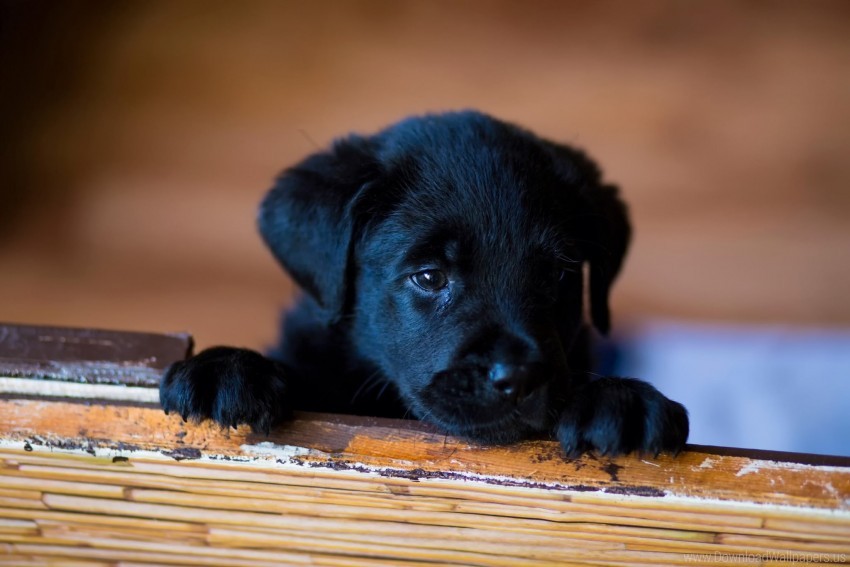 labrador, look, puppy, retriever wallpaper background best stock photos |  TOPpng
