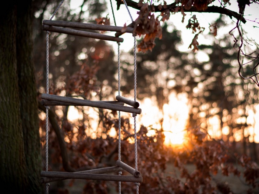 ladder, rope, tree, sunset, autumn