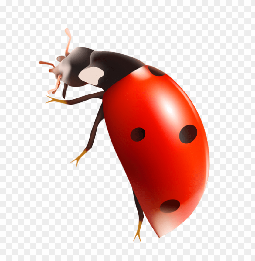 spring png, ladybug png