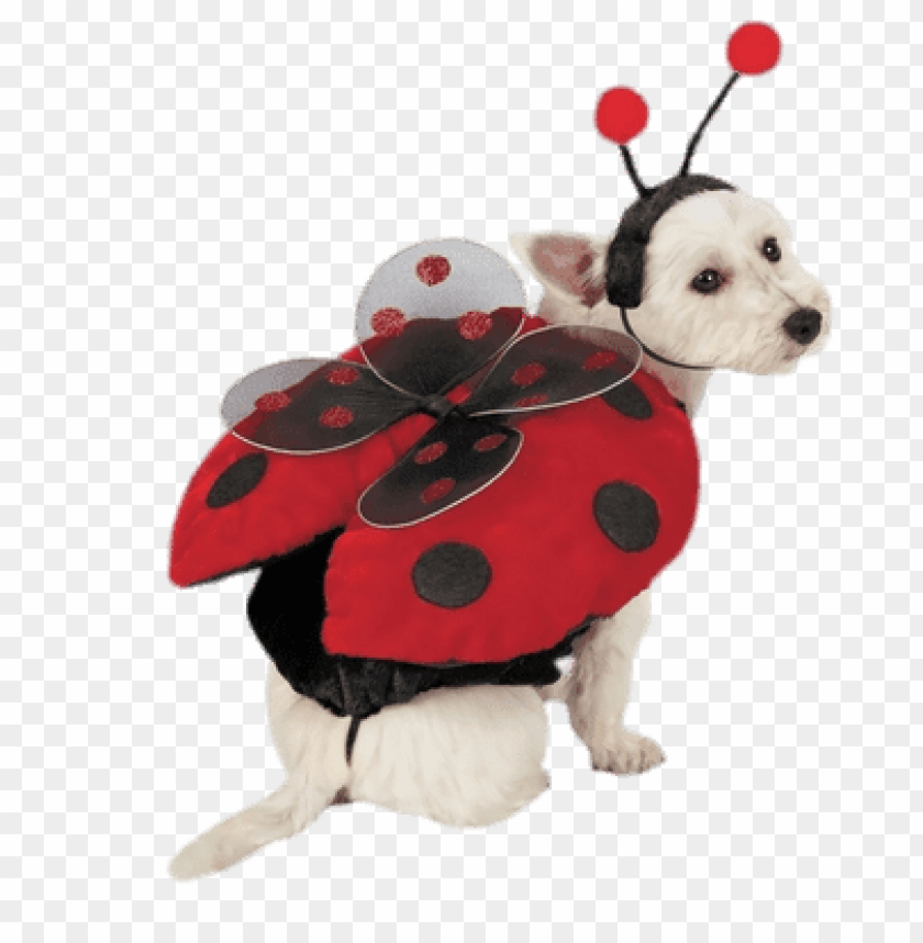 miscellaneous, dog outfits, lady bug costume for dogs, 