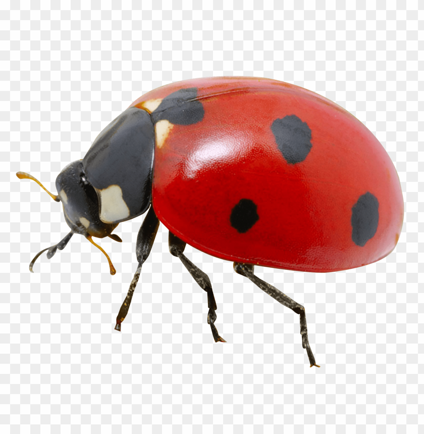 
insect
, 
beetle
, 
bug
, 
pest
, 
bite
, 
ladybug
, 
ladybird
