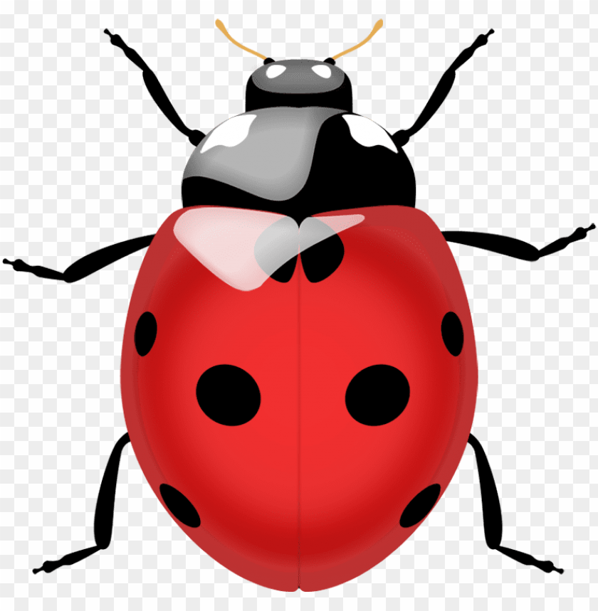 
ladybug
, 
insects
, 
animal
, 
coccinellidae

