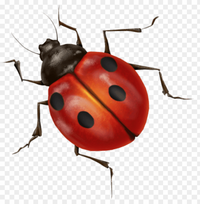 animals, insects, ladybugs, ladybug, 