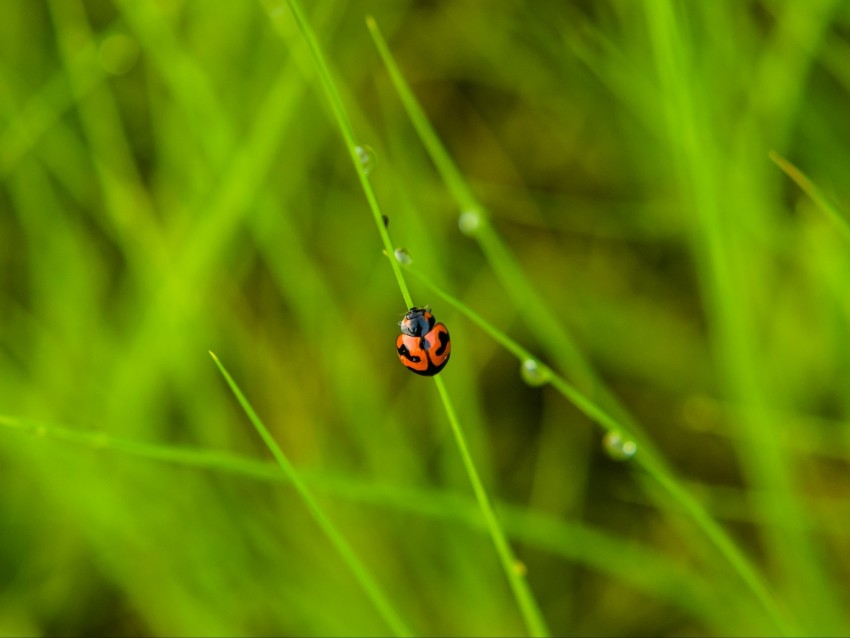 ladybug, grass, dew, insect, macro